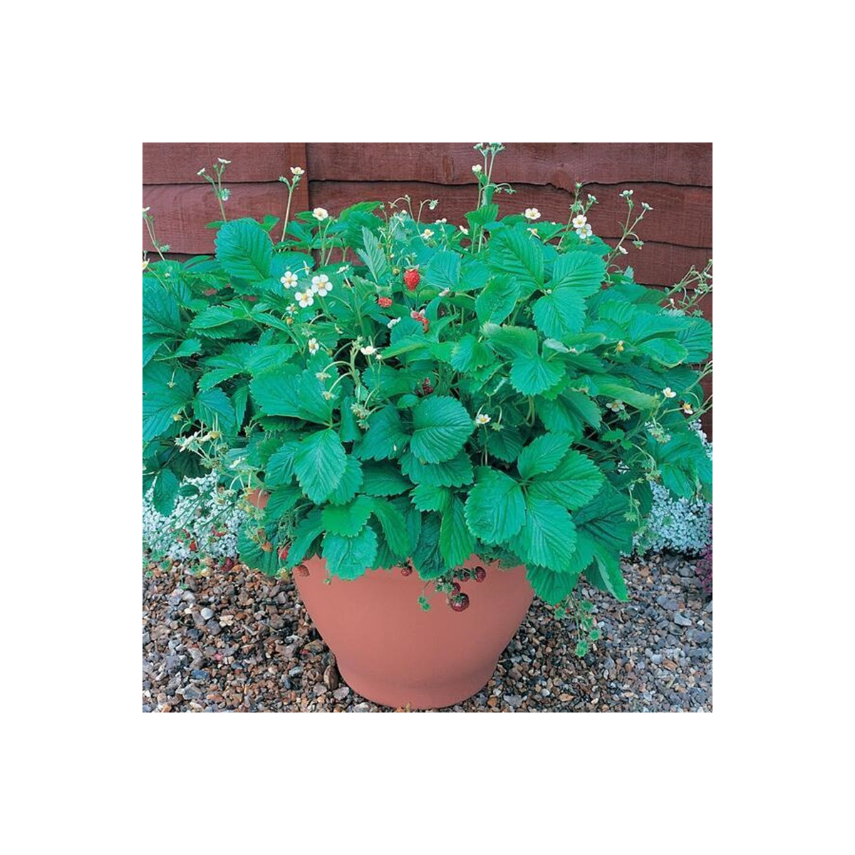 Jahodník lesný Mignonette - Fragaria vesca - semená - 15 ks