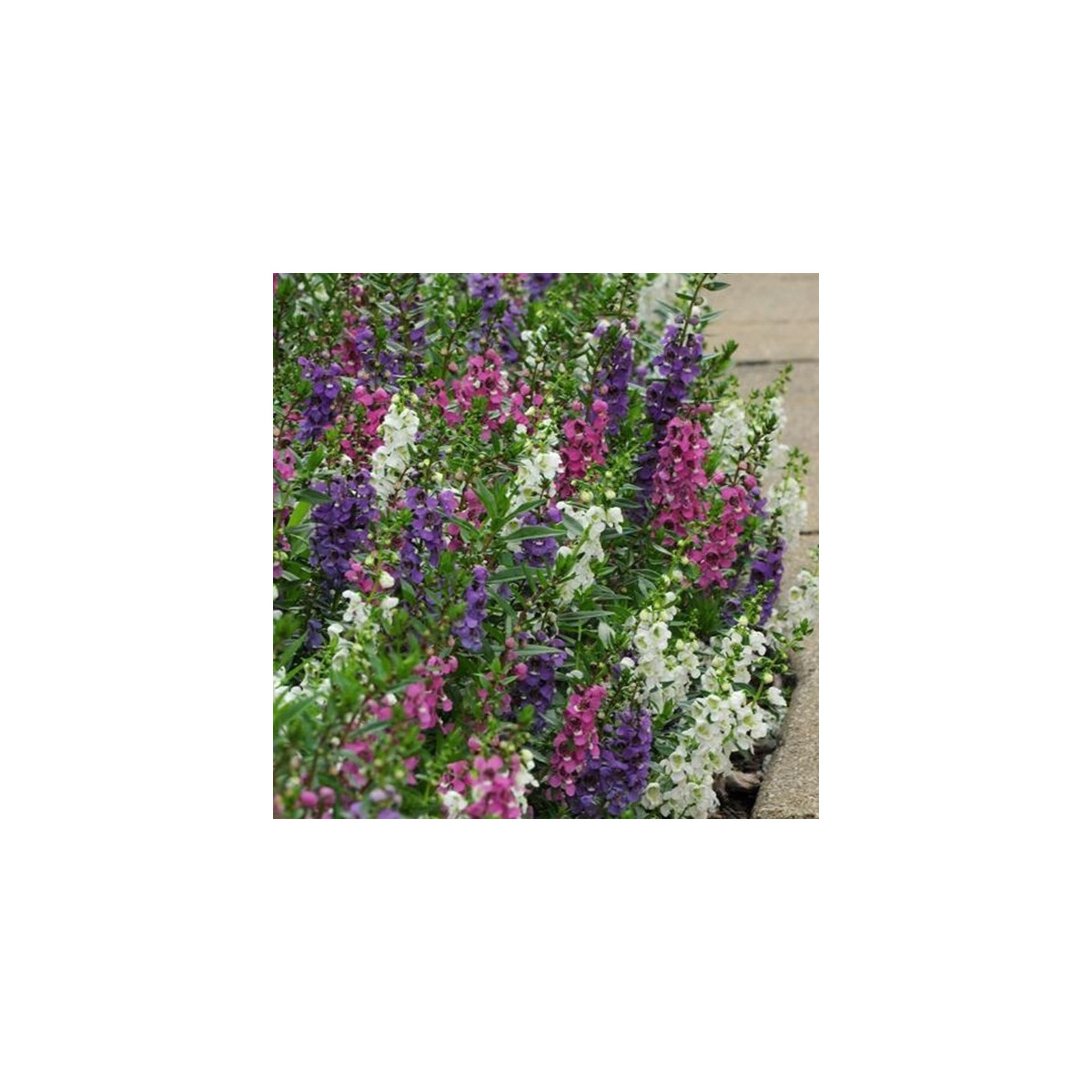 Angelónia zmes farieb - Angelonia angustifolia - semená - 6 ks