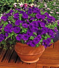 Petúnia Picobella modrá F1 - Petunia mill. - semená - 15 ks