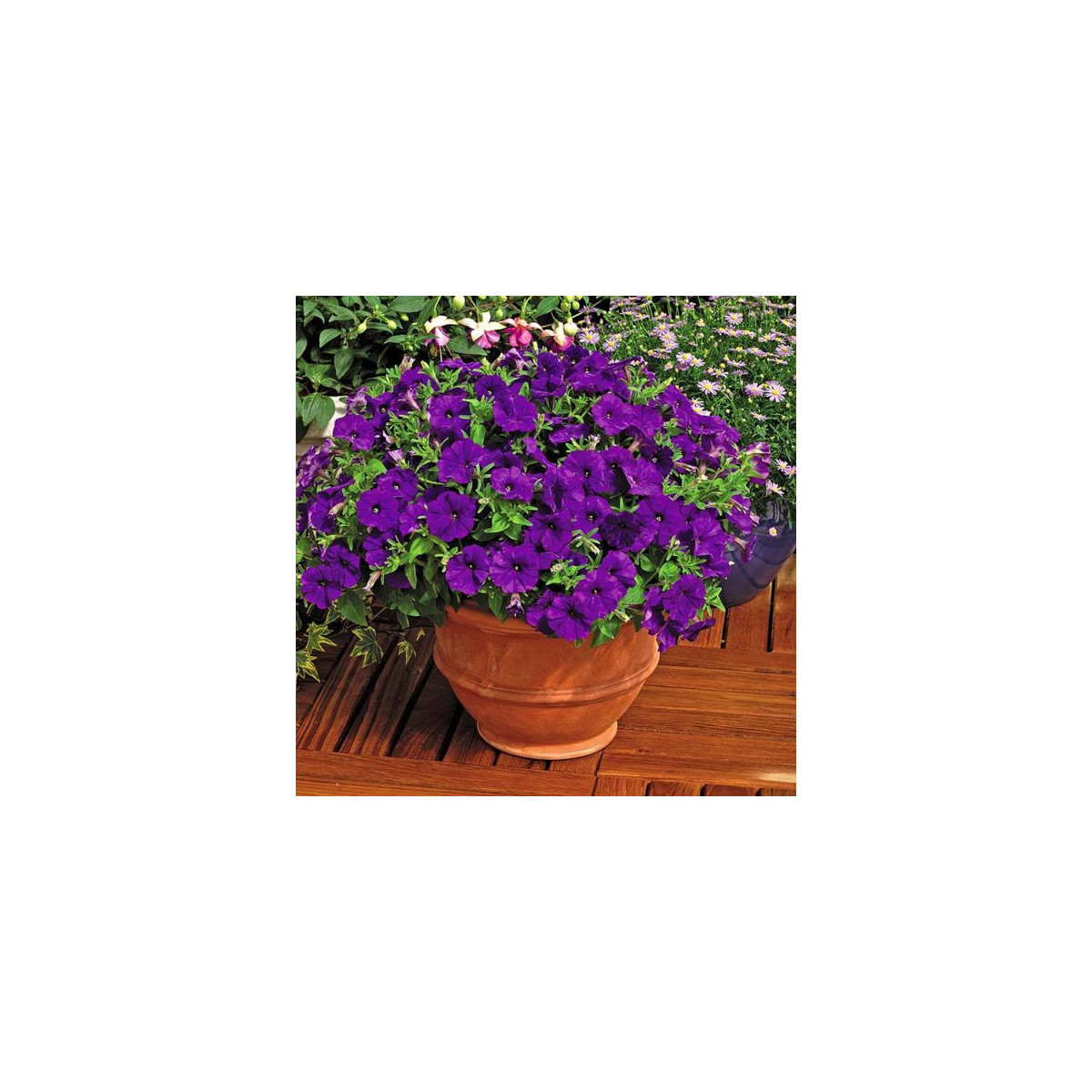 Petúnia Picobella modrá F1 - Petunia mill. - semená - 15 ks