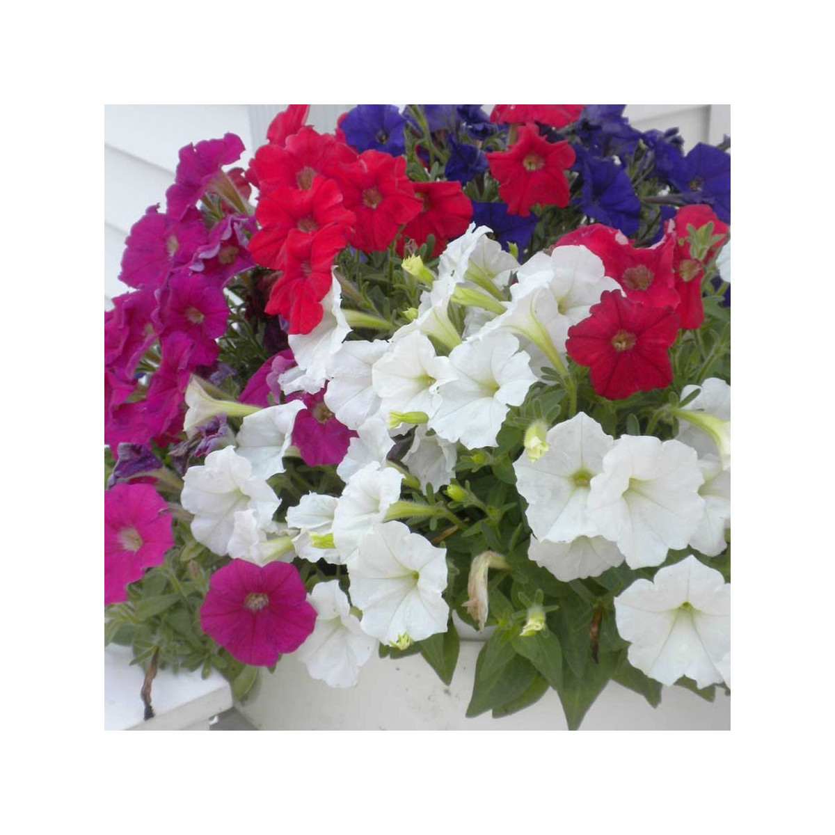 Petúnia Picobella zmes farieb F1 - Petunia mill. - semená - 15 ks