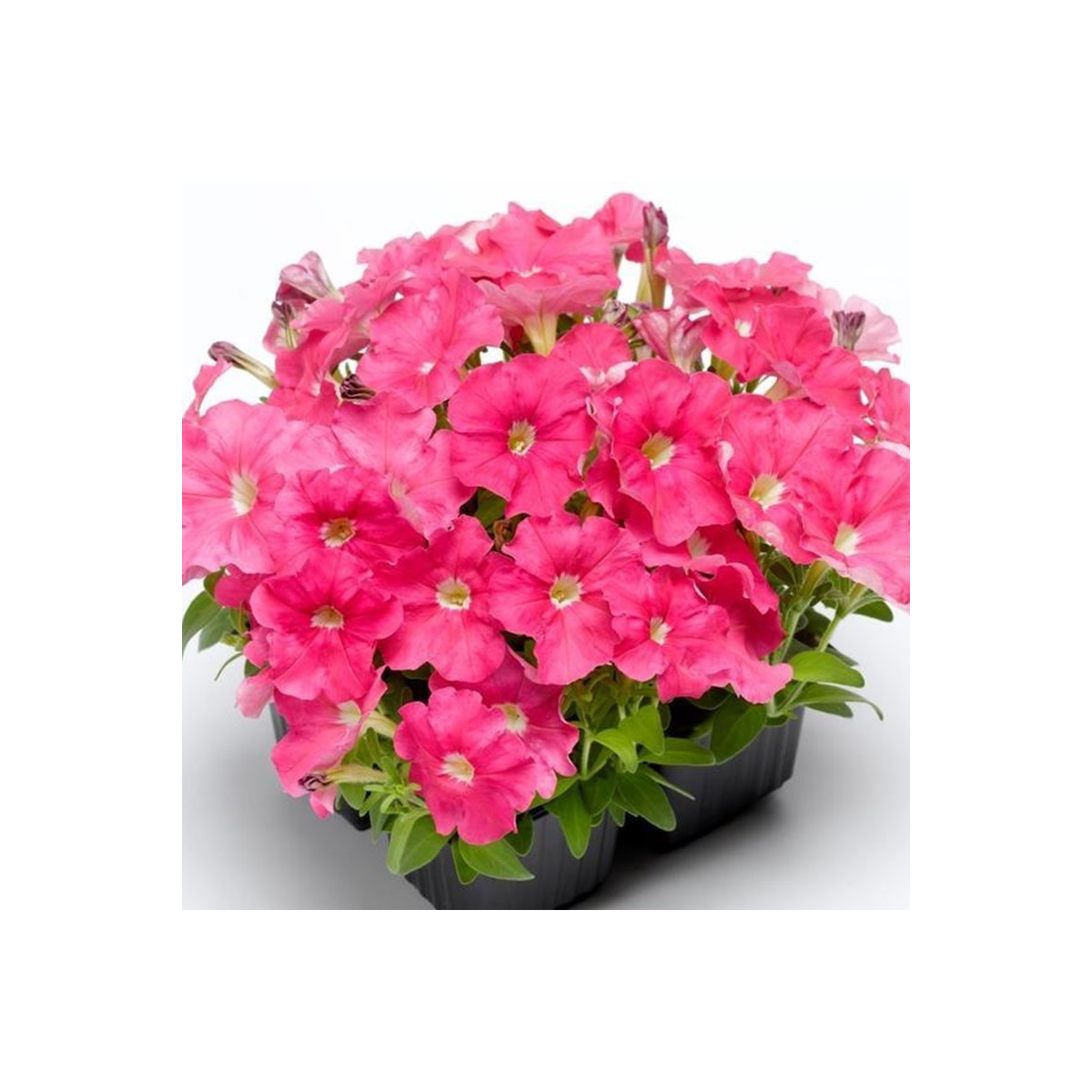 Petúnia Picobella ružová F1 - Petunia mill. - semená - 15 ks