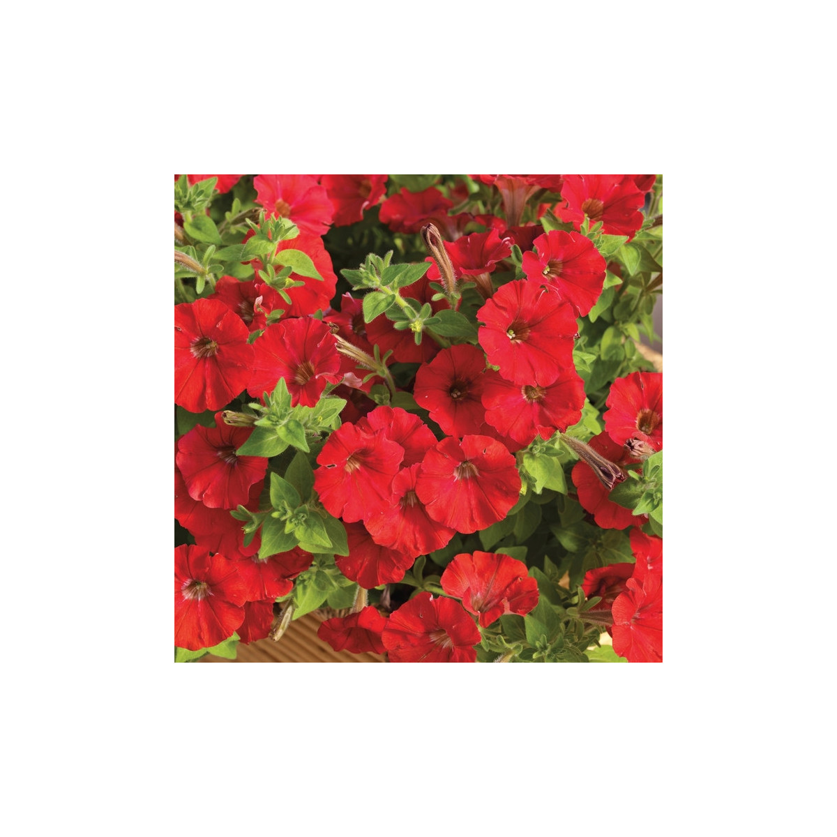 Petúnia Picobella červená F1 - Petunia mill. - semená - 15 ks