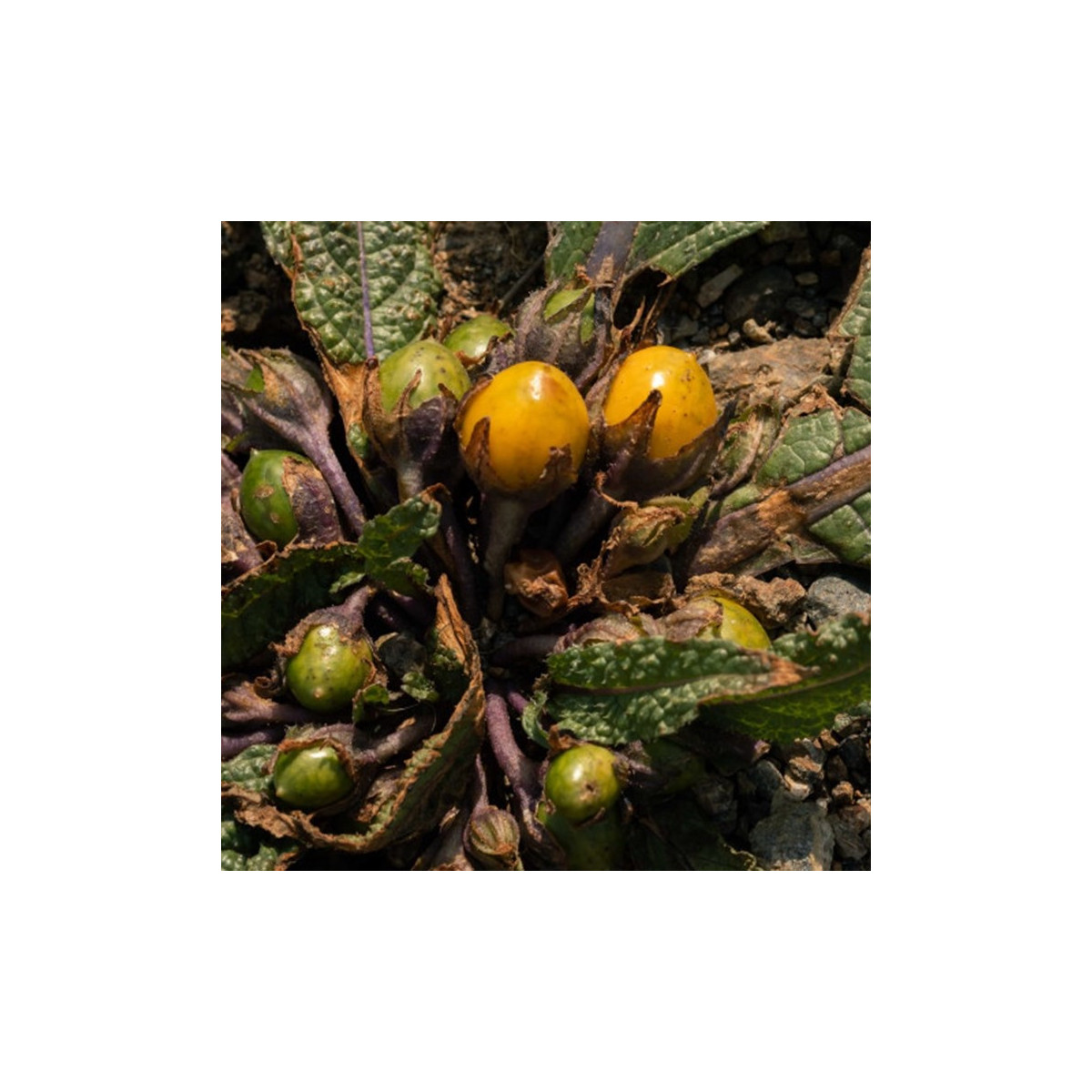 Mandragora lekárska - Mandragora officinalis - semená - 6 ks