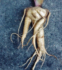 Mandragora lekárska - Mandragora officinalis - semená - 6 ks