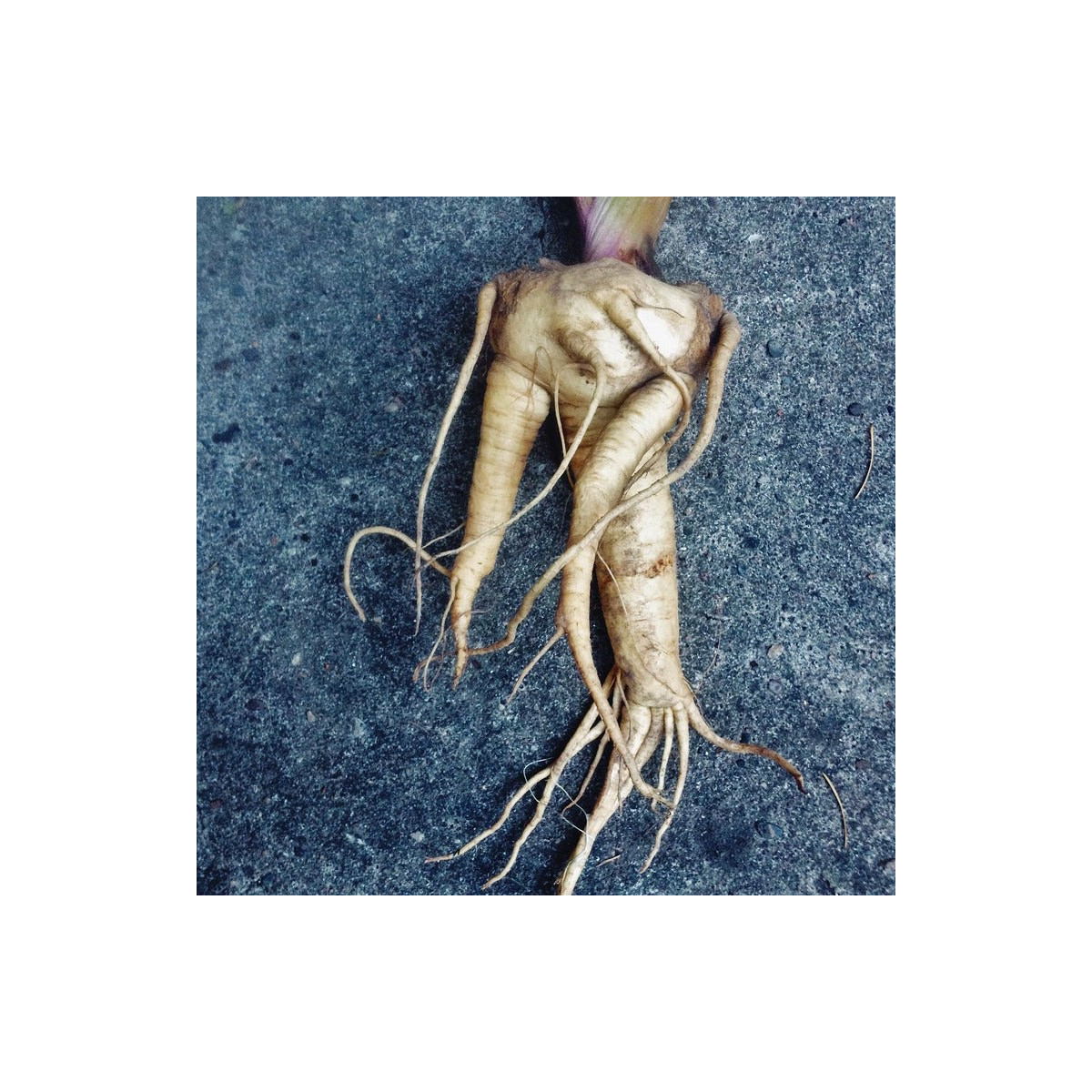 Mandragora lekárska - Mandragora officinalis - semená - 6 ks