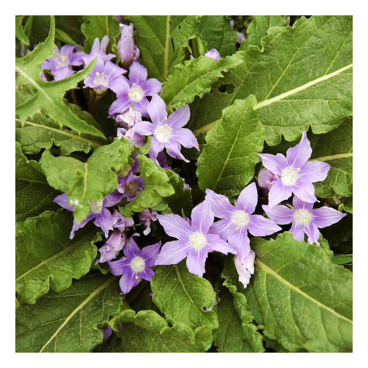 Mandragora lekárska - Mandragora officinalis - semená - 6 ks