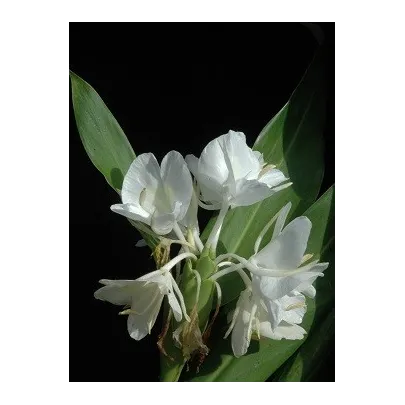 Biely zázvor - Hedychium coronarium - semená - 4 ks