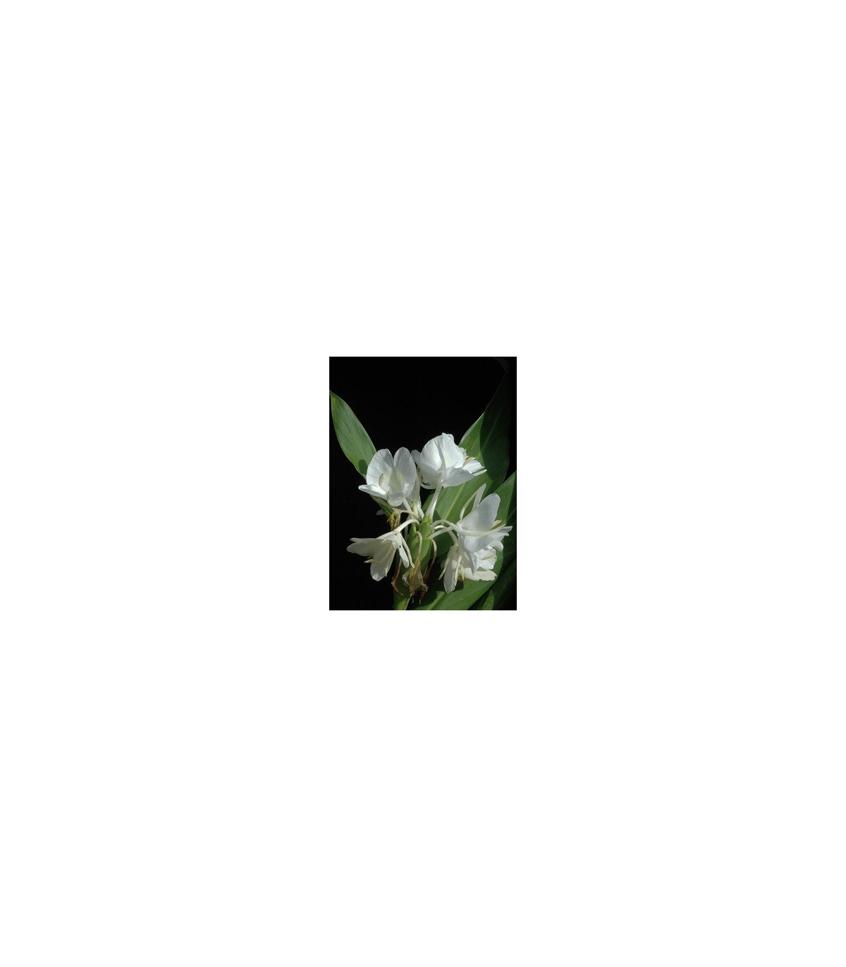 Bílý zázvor - semena Zázvoru - Hedychium coronarium - 4 ks