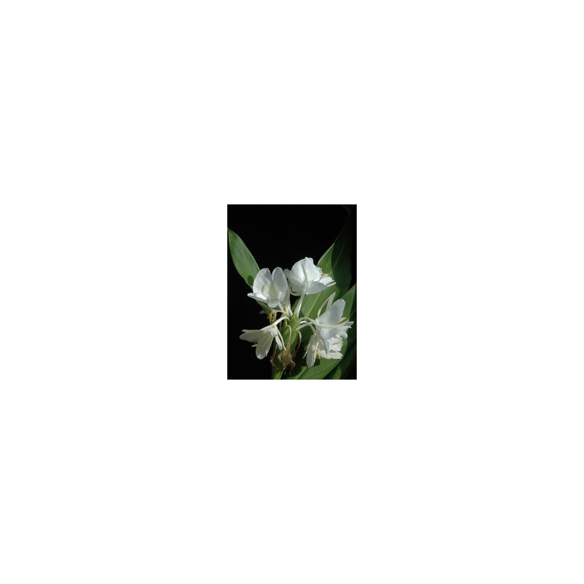 Biely zázvor - Hedychium coronarium - semená - 4 ks