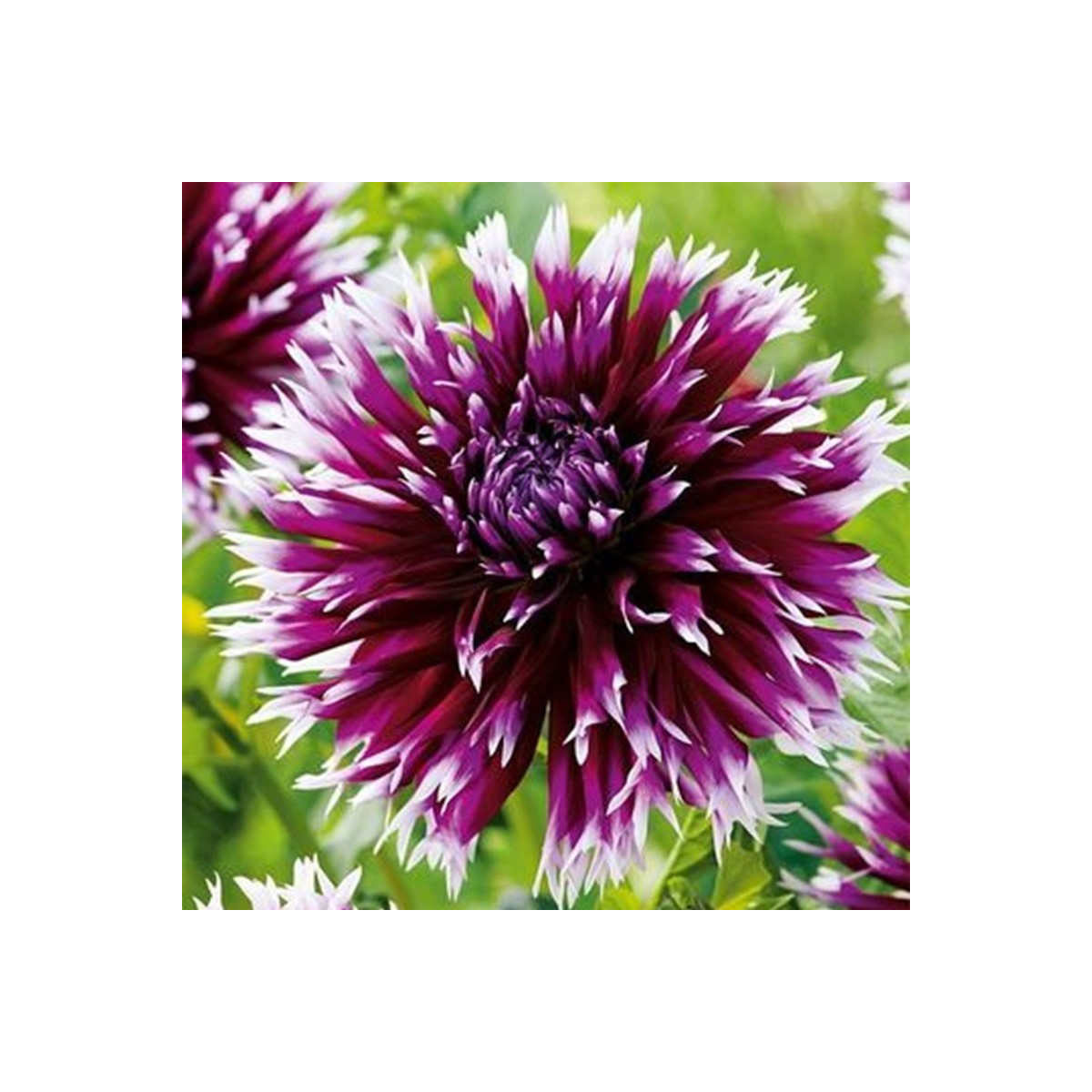 Georgína Alaune Clair-Obscur - Dahlia - cibuľoviny - 1 ks