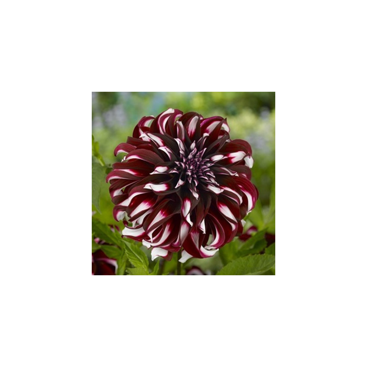 Georgína Tartan - Dahlia - cibuľoviny - 1 ks
