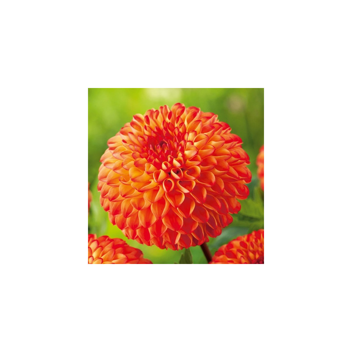 Georgína Mirella - Dahlia - cibuľoviny - 1 ks