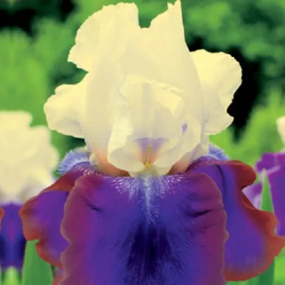 Kosatec nemecký Burgermeister - Iris germanica - hľuzy - 1 ks