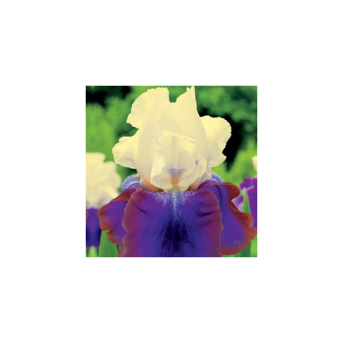 Kosatec nemecký Burgermeister - Iris germanica - hľuzy - 1 ks