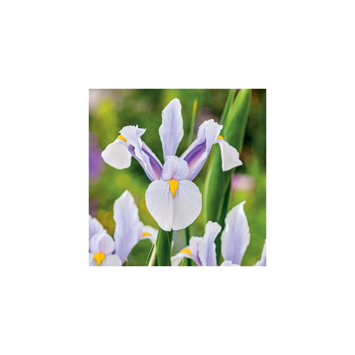 Kosatec holandský Carmen - Iris hollandica - cibuľoviny - 3 ks