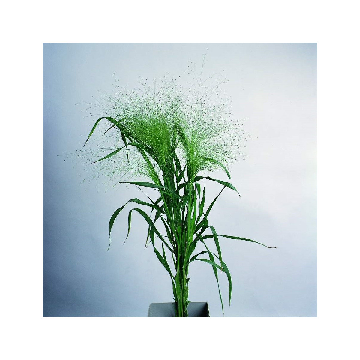 Proso prútnaté Fontaine - Panicum virgatum - semená - 50 ks