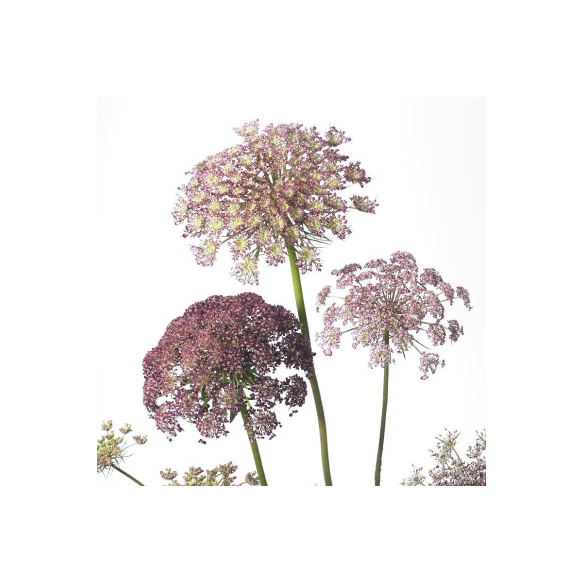 Okrasná mrkva Dara - Daucus carota - semená - 20 ks