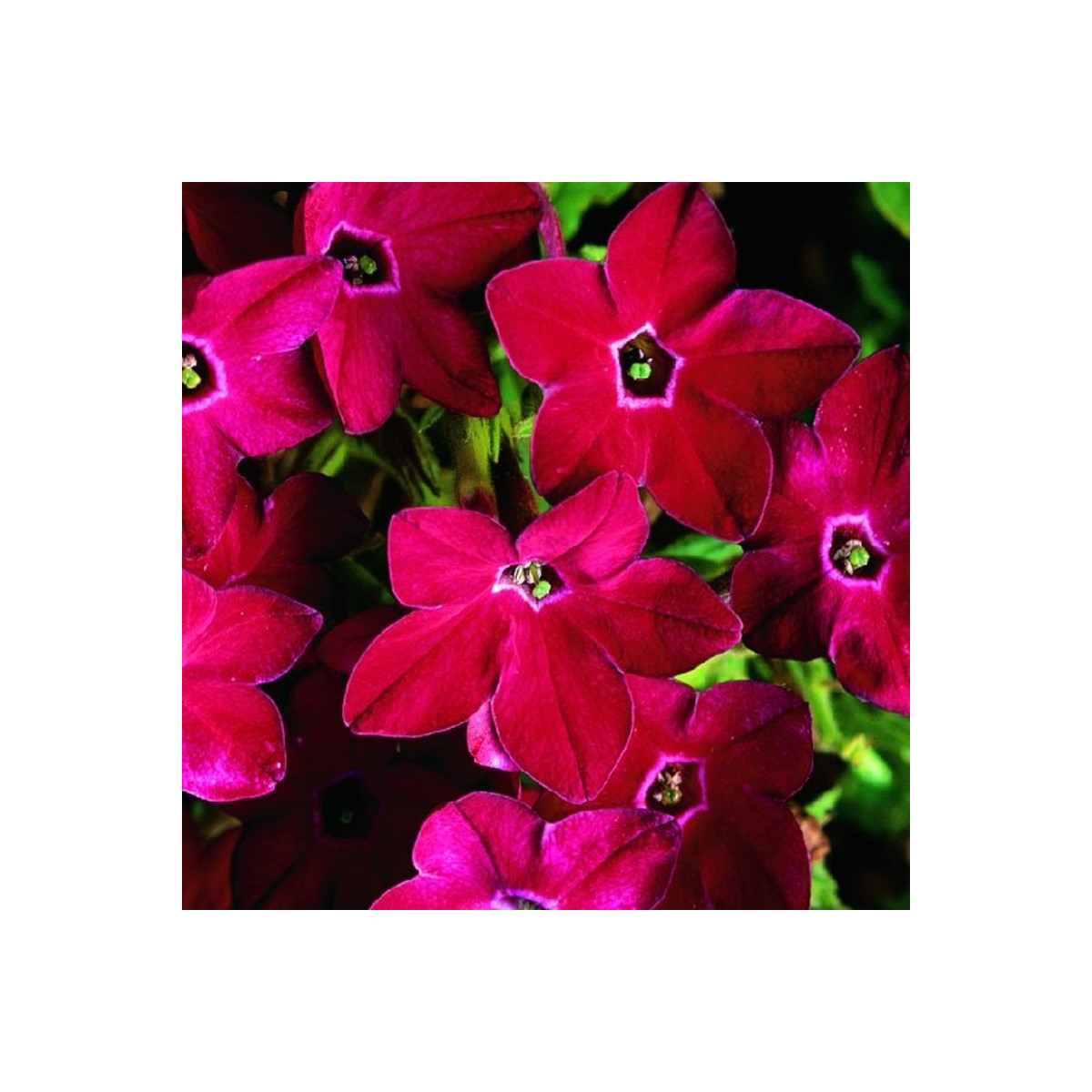 Tabak Saratoga červený F1 - Nicotiana x alata - semená - 30 ks