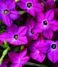 Tabak Saratoga ružový F1 - Nicotiana alata - semená - 30 ks