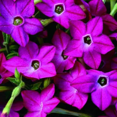 Tabak Saratoga ružový F1 - Nicotiana alata - semená - 30 ks