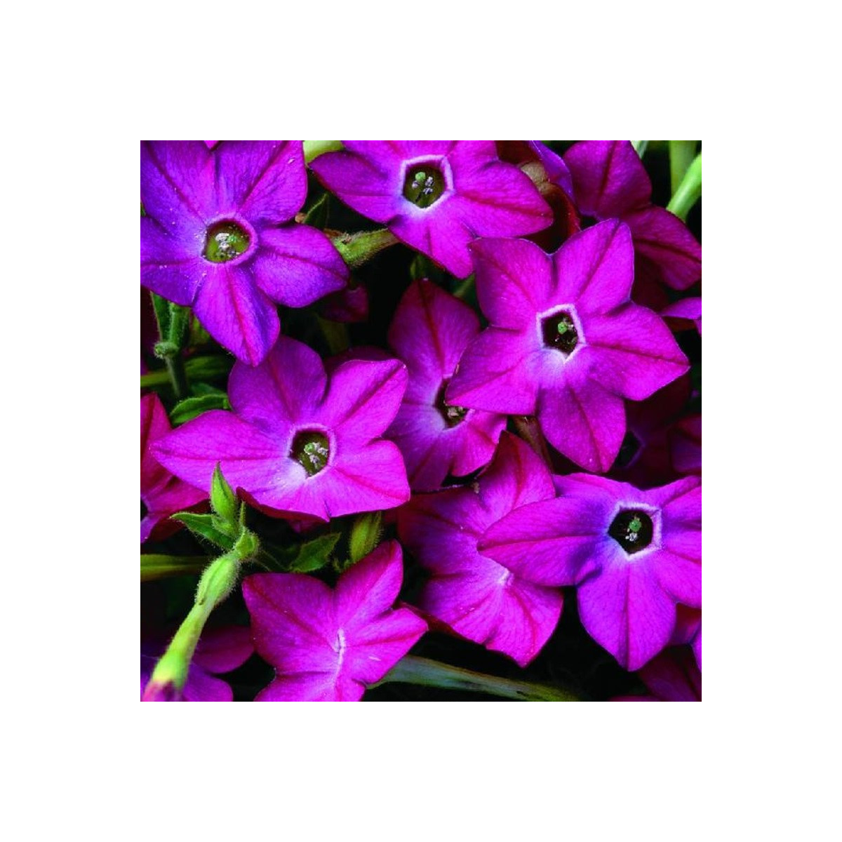 Tabak Saratoga ružový F1 - Nicotiana alata - semená - 30 ks