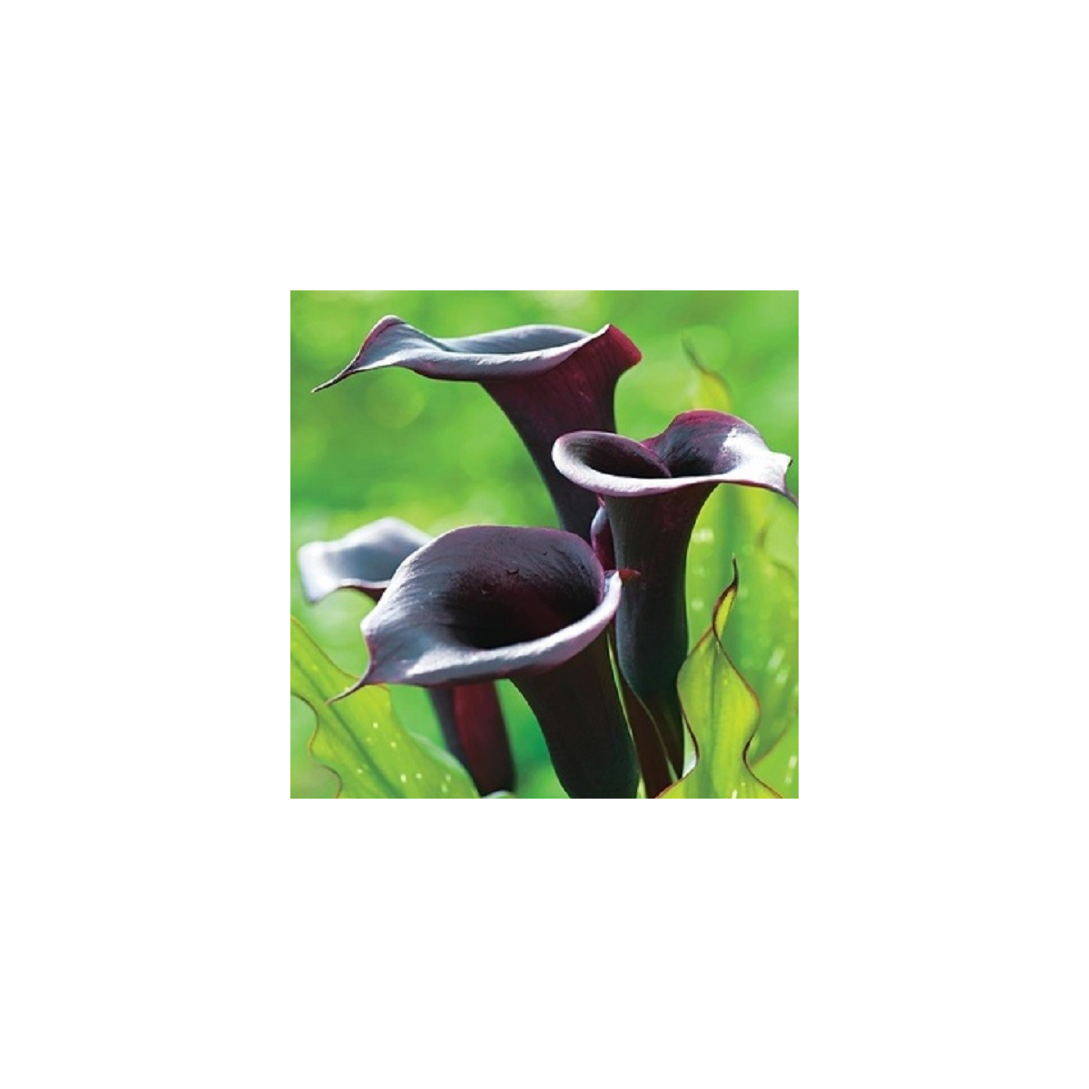 Kala Schwarzwalder - Zantedeschia - cibuľoviny - 1 ks