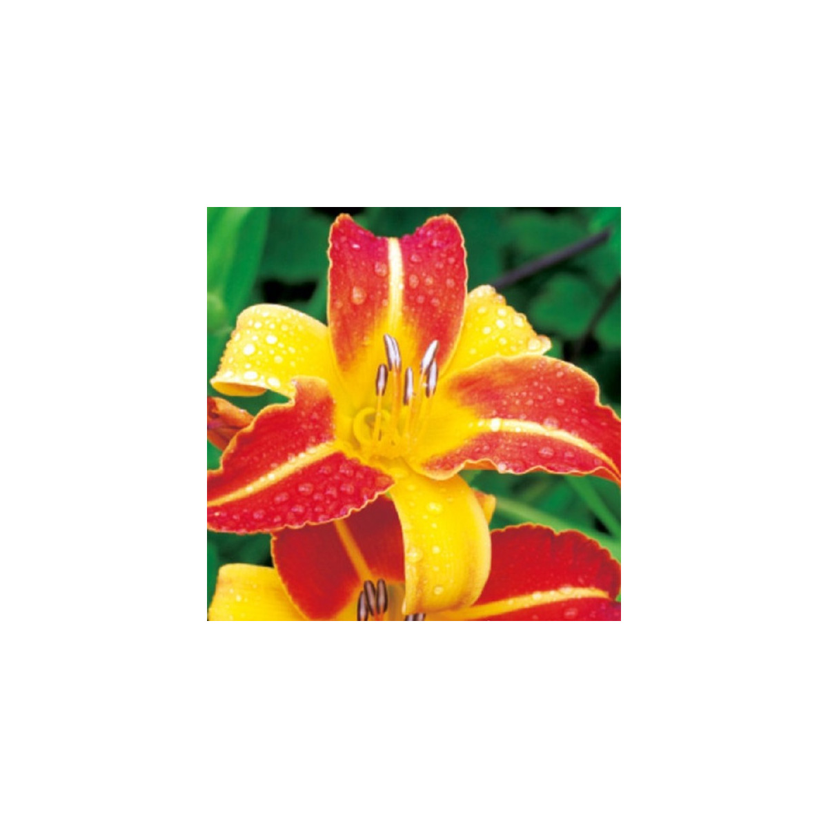 Ľaliovka Frans Halls - Hemerocallis - cibuľoviny - 1 ks