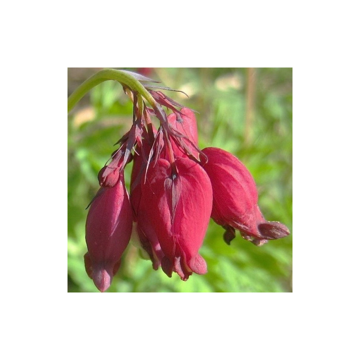 Srdcovka formosa Bacchannal - Dicentra formosa - cibuľoviny - 1 ks