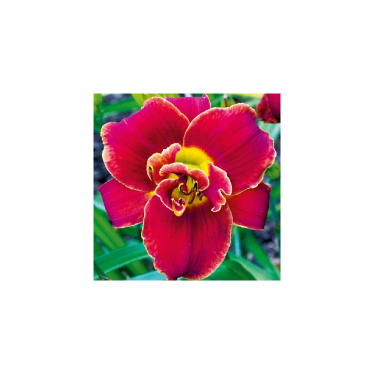 Ľaliovka Highland Lord - Hemerocallis - cibuľoviny - 1 ks