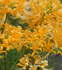 Pavúčia ľalia - Lycoris aurea - cibuľoviny - 1 ks