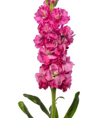 Fiala Iron Rose Pink - Matthiola incana - semená - 40 ks