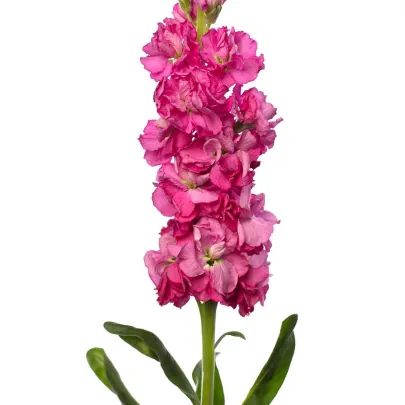 Fiala Iron Rose Pink - Matthiola incana - semená - 40 ks