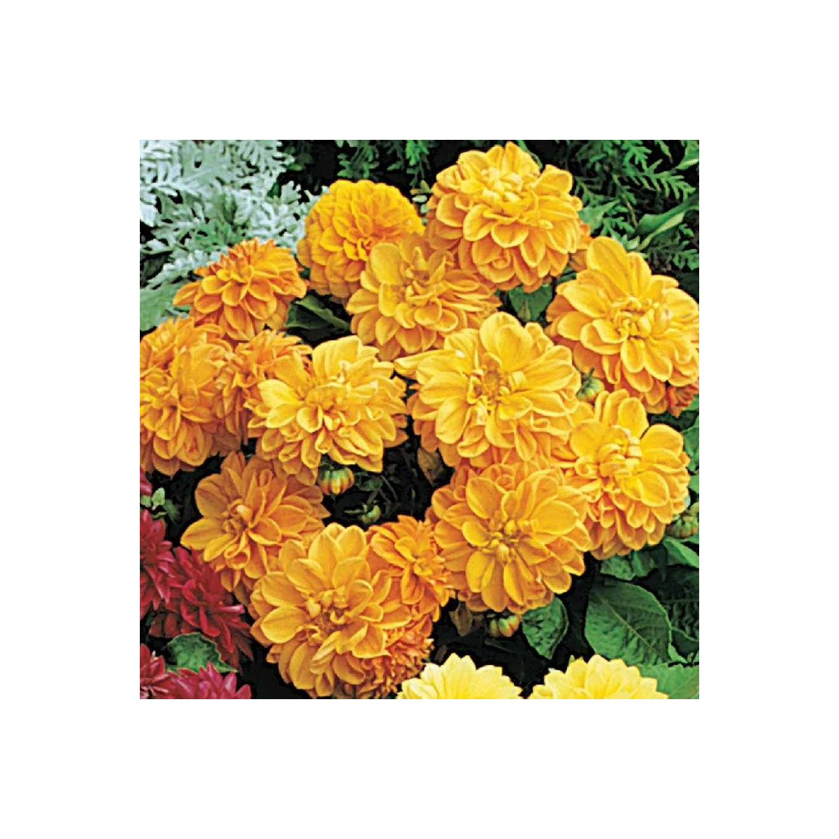 Georgína premenlivá Figaro Orange shades - Dahlia variabilis - semená - 20 ks