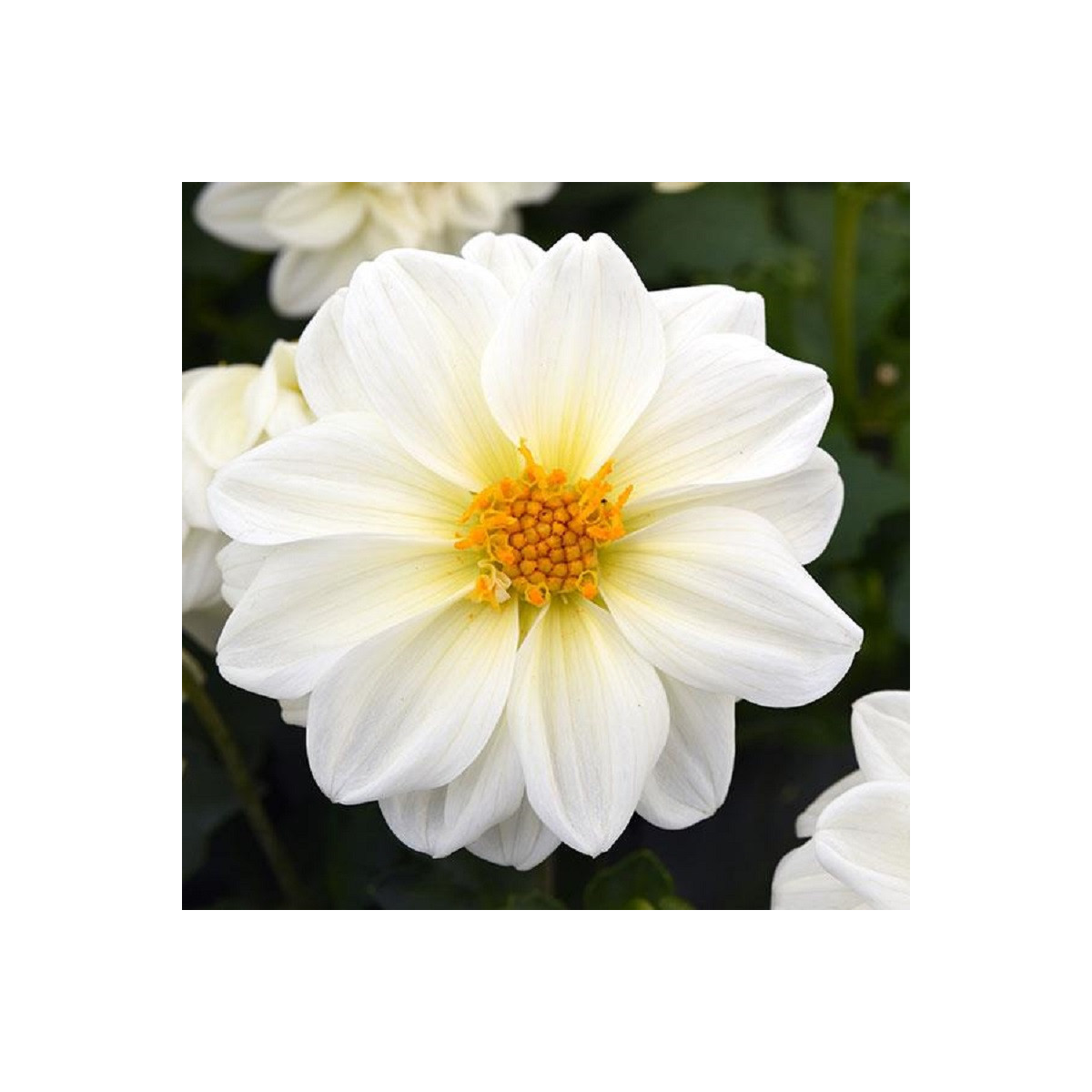 Georgína premenlivá Figaro biela - Dahlia variabilis - semená - 20 ks