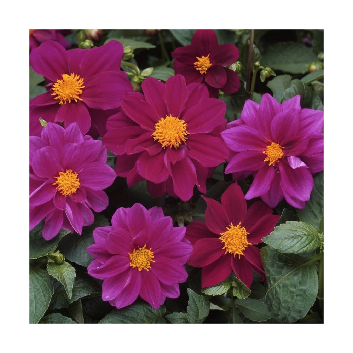 Georgína premenlivá Figaro Violet shades - Dahlia variabilis - semená - 20 ks