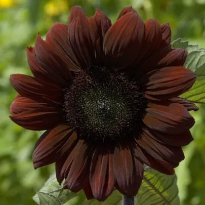 Slnečnica ročná Claret - Helianthus annuus - semená - 10 ks