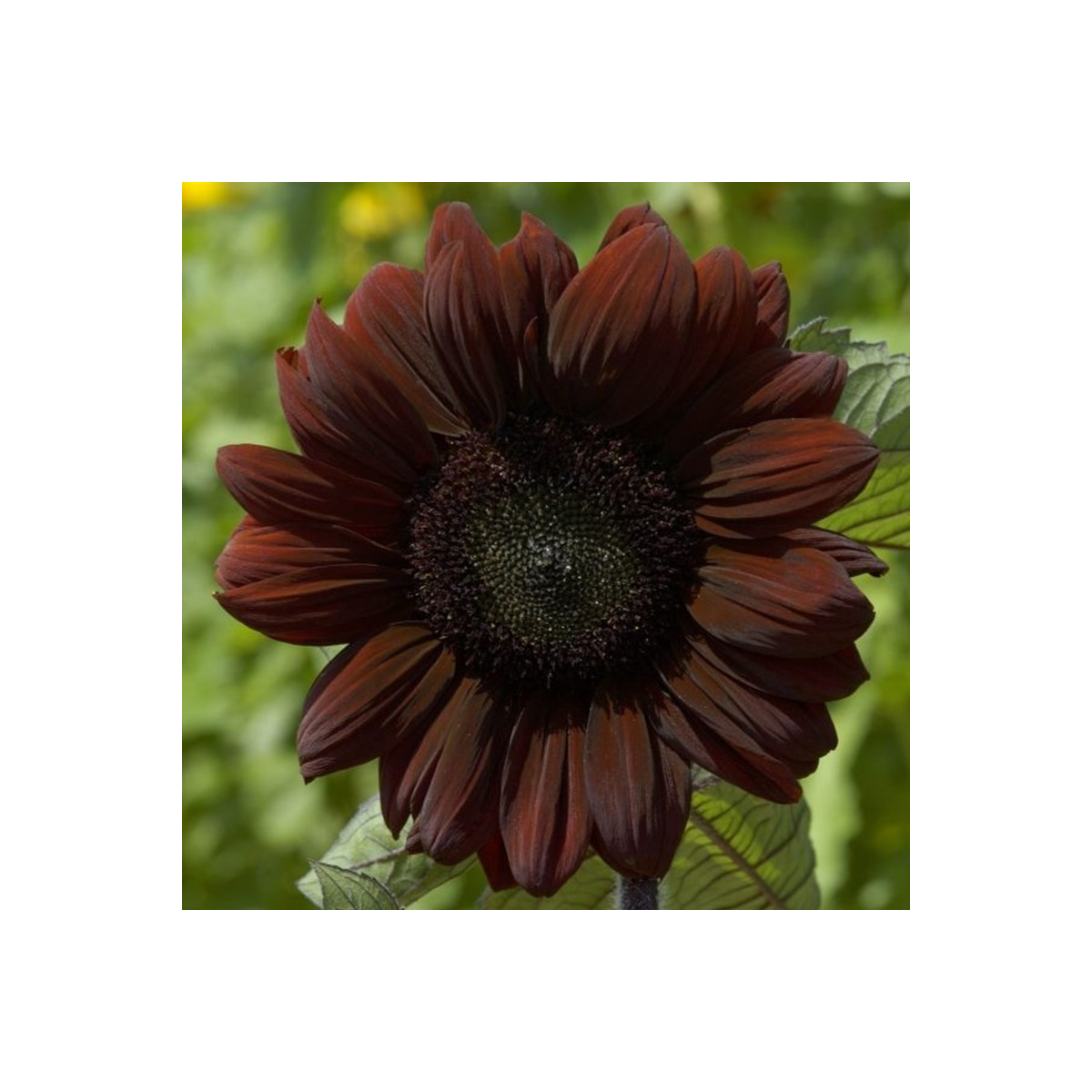 Slnečnica ročná Claret - Helianthus annuus - semená - 10 ks