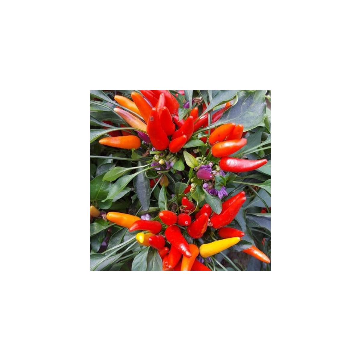 Chilli Rainbow fire - Capsicum frutescens - semená - 6 ks