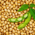 BIO Sója Tofu - Glycine max - bio semená - 50 ks