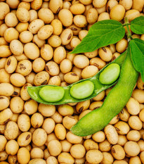 BIO Sója Tofu - Glycine max - bio semená - 50 ks