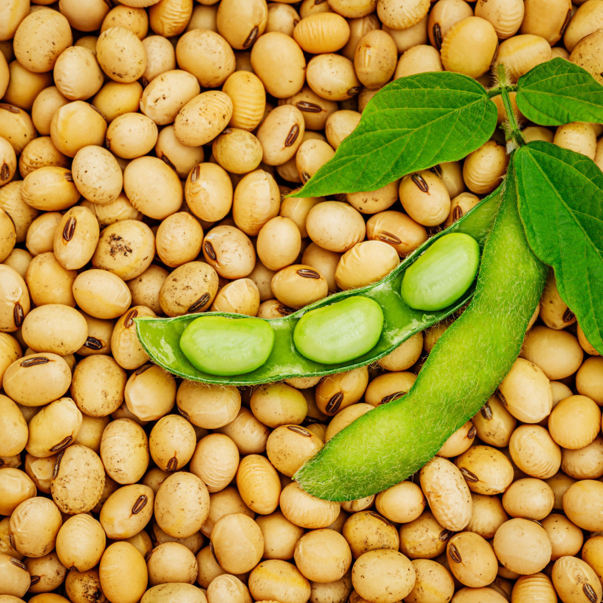 BIO Sója Tofu - Glycine max - bio semená - 50 ks