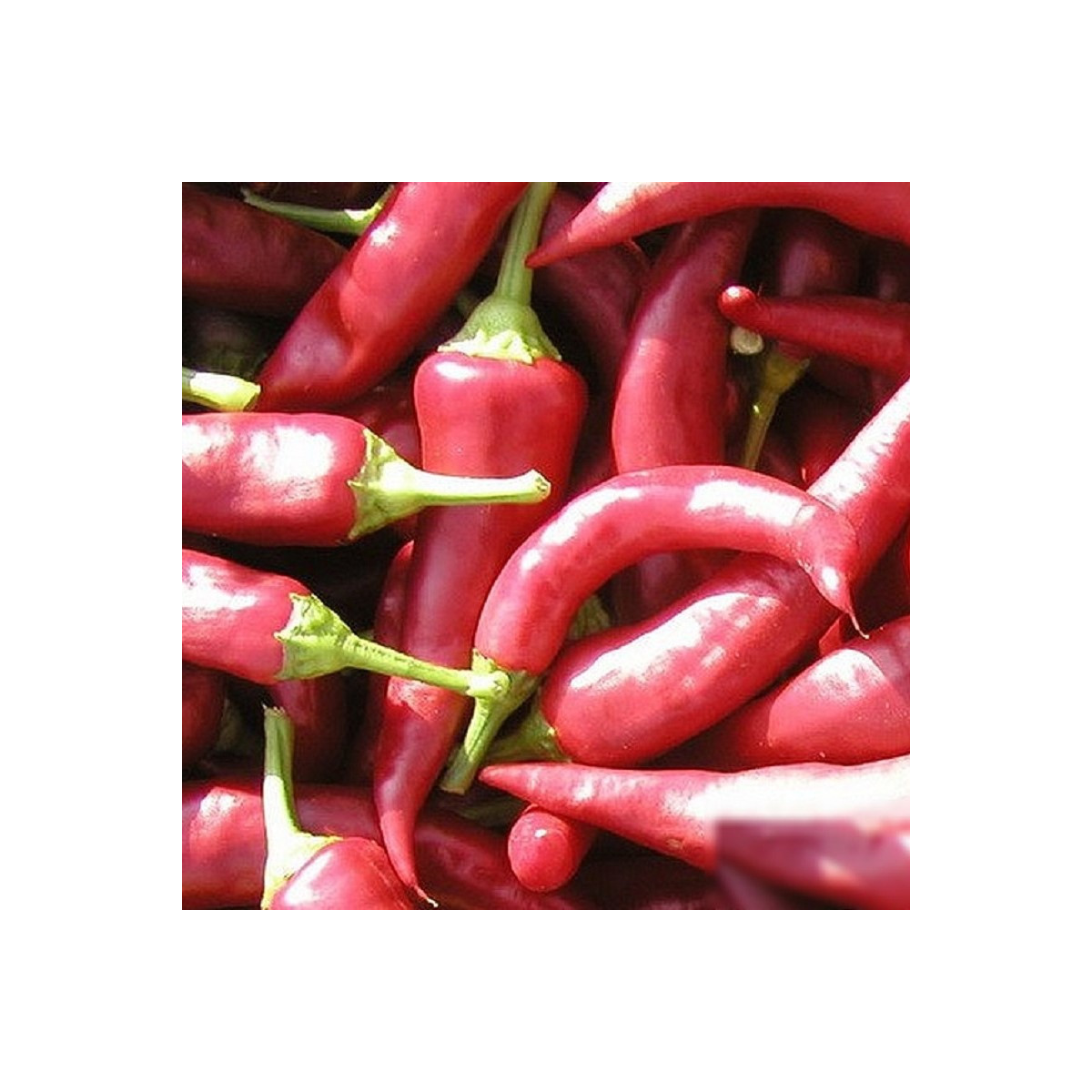 Paprika Žitava - Capsicum annuum - semená - 30 ks