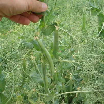 Hrach Kudrnáč - Pisum sativum - semená - 35 ks