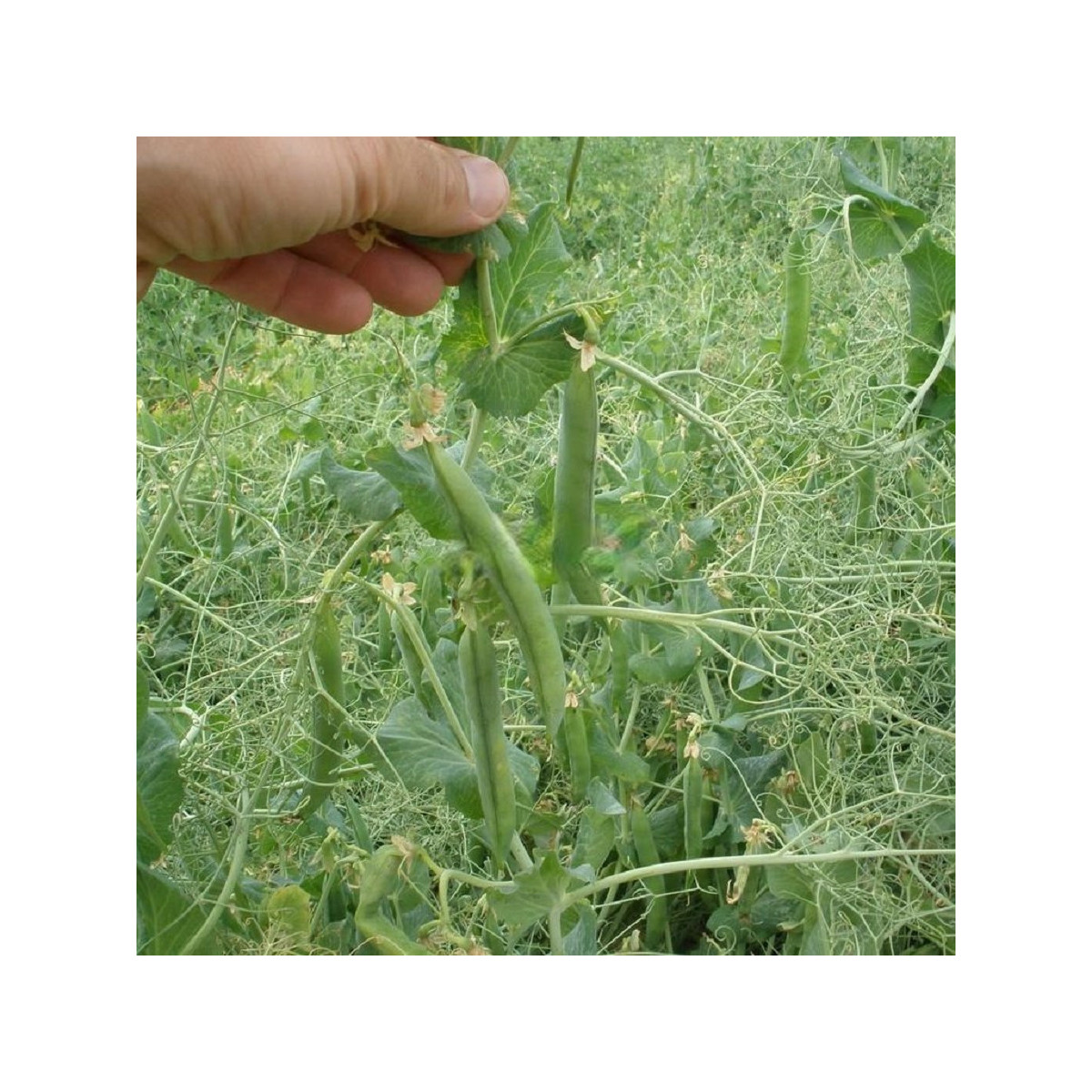 Hrach Kudrnáč - Pisum sativum - semená - 35 ks