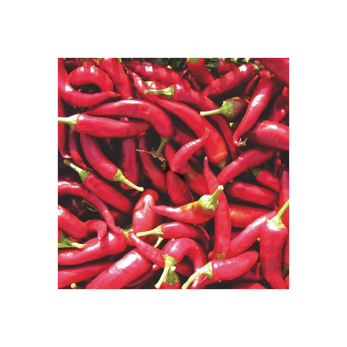 Paprika Kora Zel - Capsicum annuum - semená - 40 ks