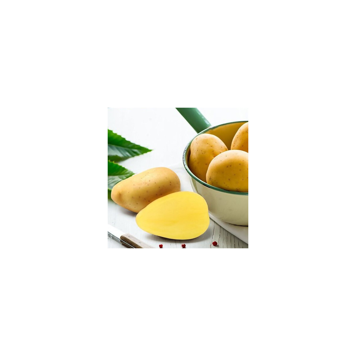 BIO sadbové zemiaky Bellinda - Solanum tuberosum - bio zemiaky - 10 ks