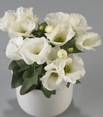 Eustoma Carmen Ivory - Eustoma grandiflorum - semená - 12 ks