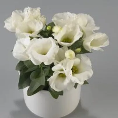 Eustoma Carmen Ivory - Eustoma grandiflorum - semená - 12 ks
