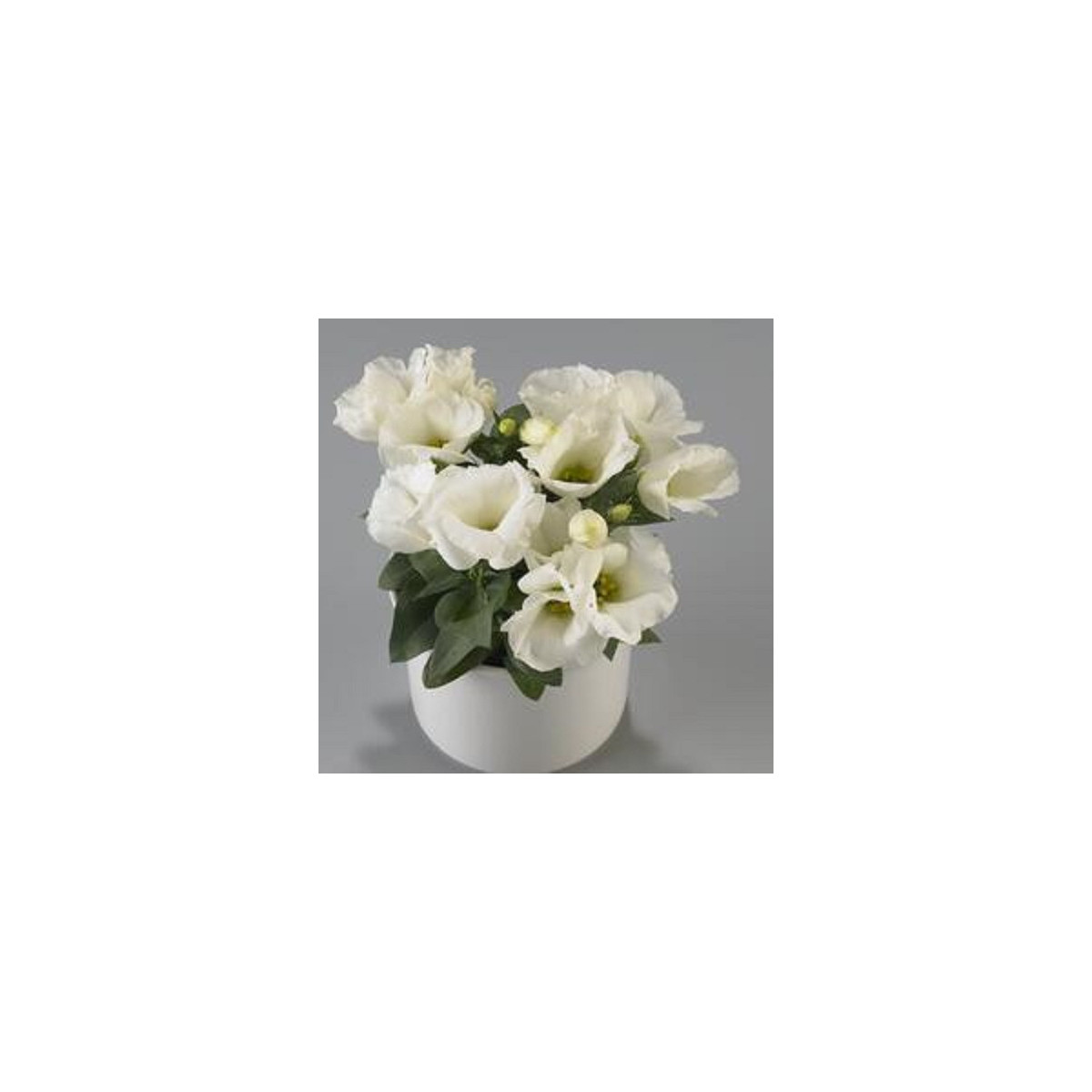 Eustoma Carmen Ivory - Eustoma grandiflorum - semená - 12 ks